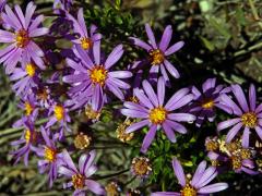 Felicia fruticosa (L.) G. Nicholson