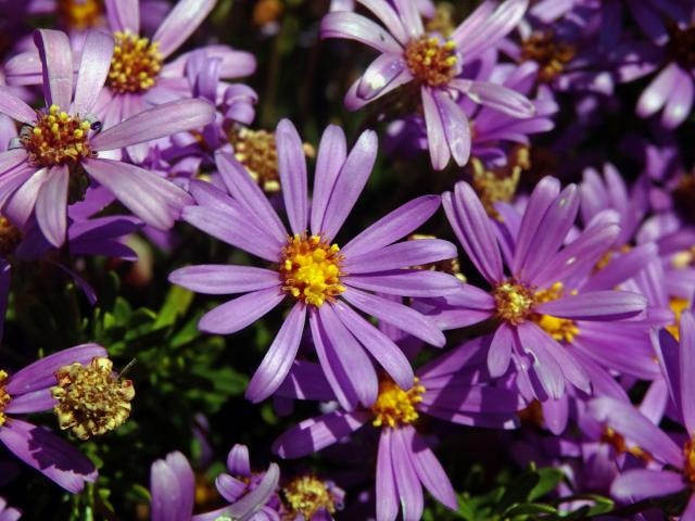 Felicia fruticosa (L.) G. Nicholson