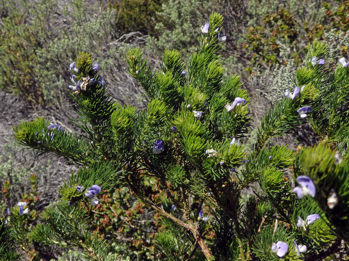 Dětelník (Psoralea pinnata L.)