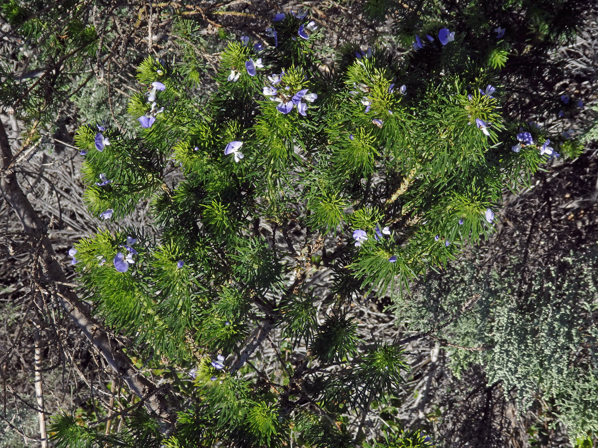 Dětelník (Psoralea pinnata L.)