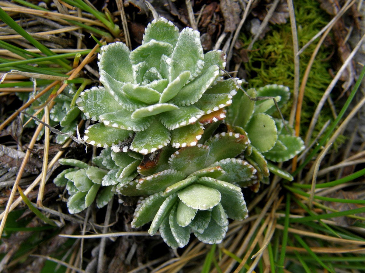 Lomikámen vždyživý (Saxifraga panicullata Miller)