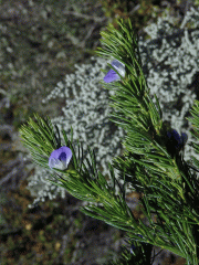 Dětelník (Psoralea pinnata L.)