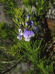 Dětelník (Psoralea pinnata L.)