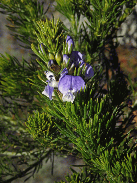 Dětelník (Psoralea pinnata L.)