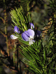 Dětelník (Psoralea pinnata L.)