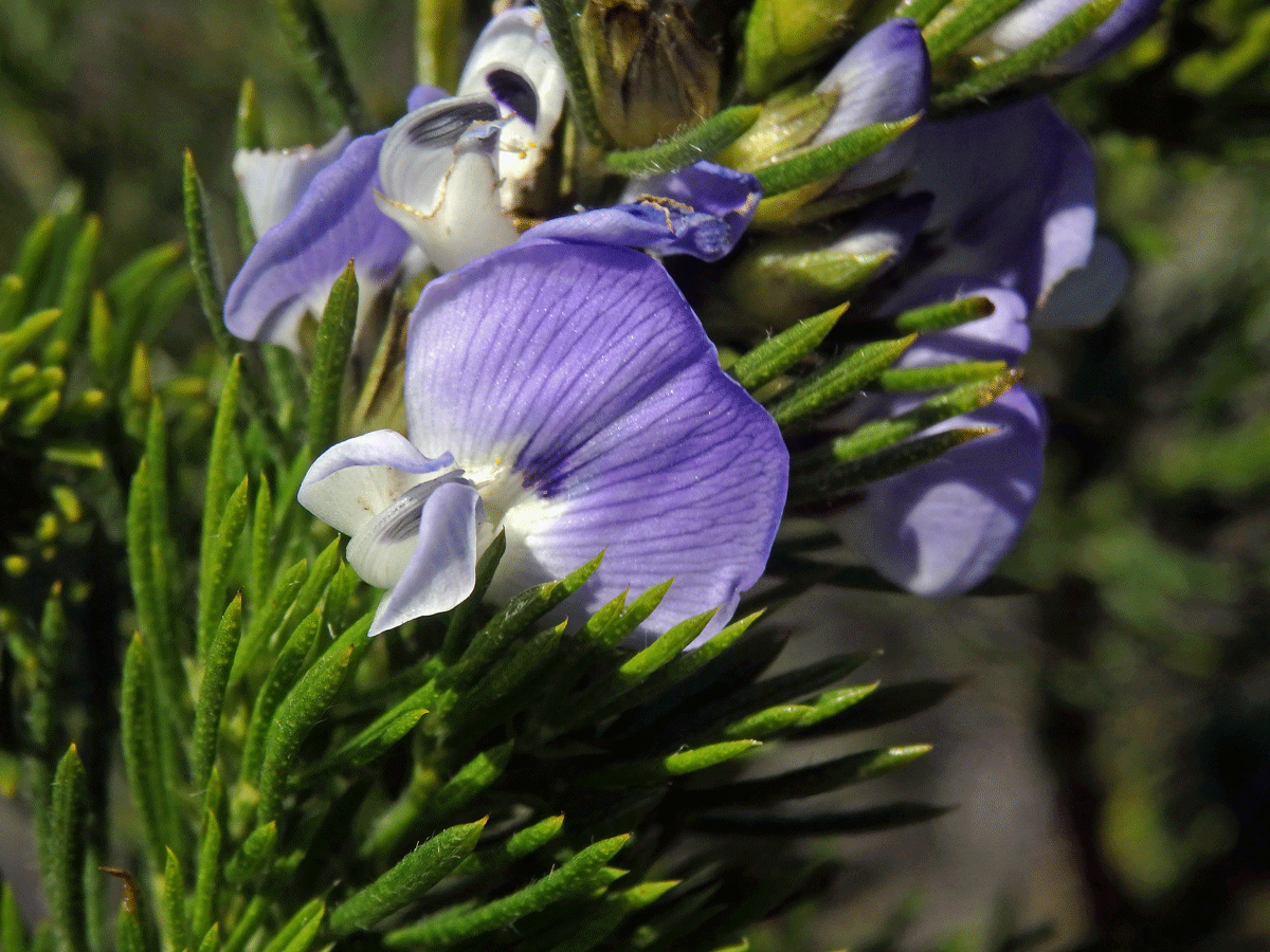 Dětelník (Psoralea pinnata L.)