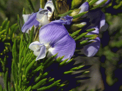 Dětelník (Psoralea pinnata L.)