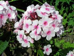 Plemenka latnatá (Phlox paniculata L.)