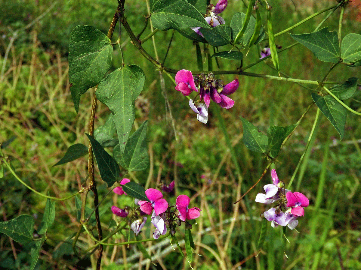 Dipogon lignosus (L.) Verdc.