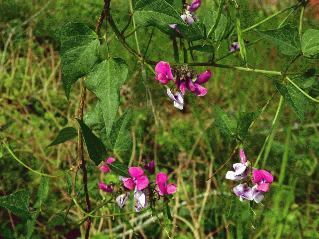 Dipogon lignosus (L.) Verdc.