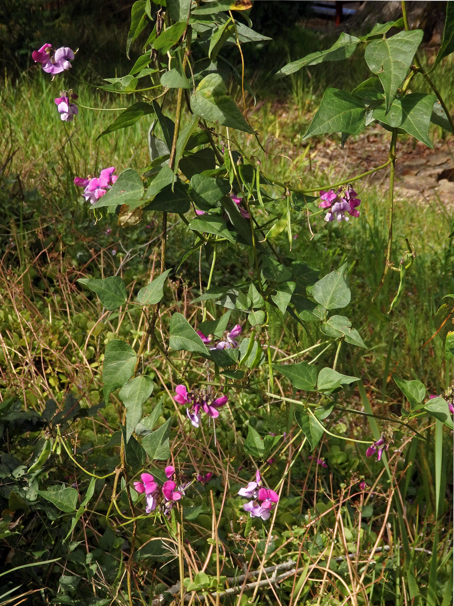 Dipogon lignosus (L.) Verdc.