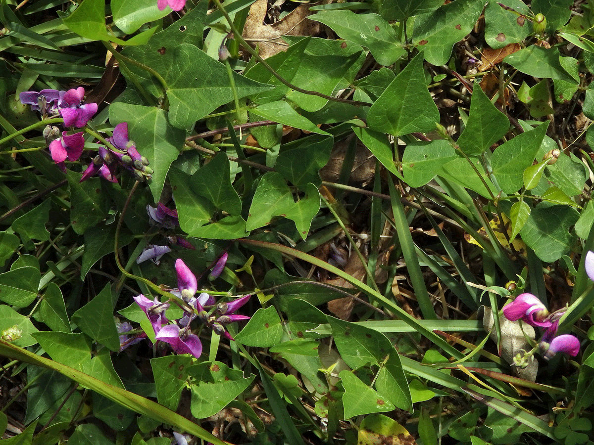 Dipogon lignosus (L.) Verdc.