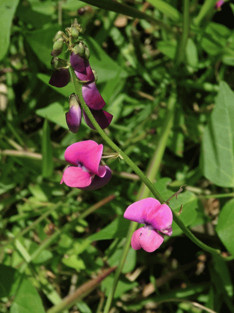 Dipogon lignosus (L.) Verdc.