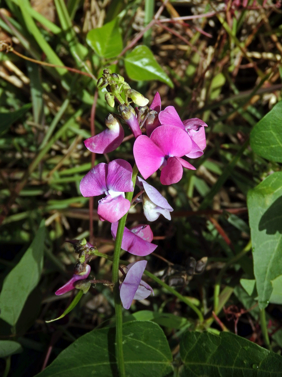 Dipogon lignosus (L.) Verdc.