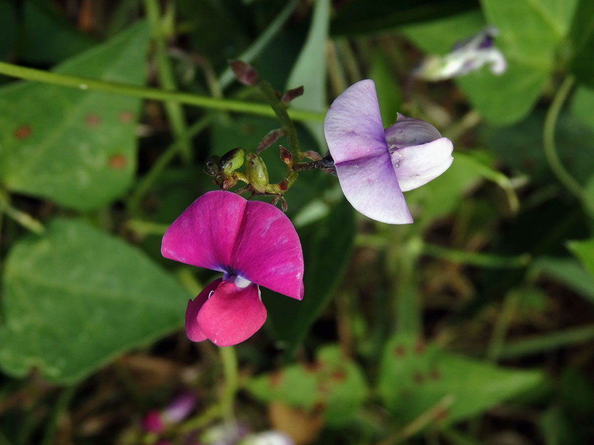 Dipogon lignosus (L.) Verdc.