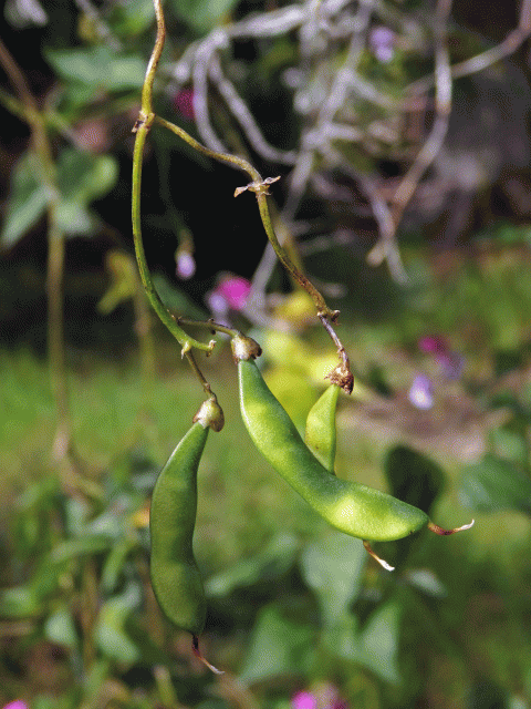 Dipogon lignosus (L.) Verdc.