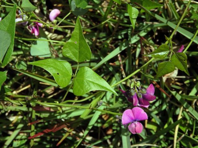 Dipogon lignosus (L.) Verdc.