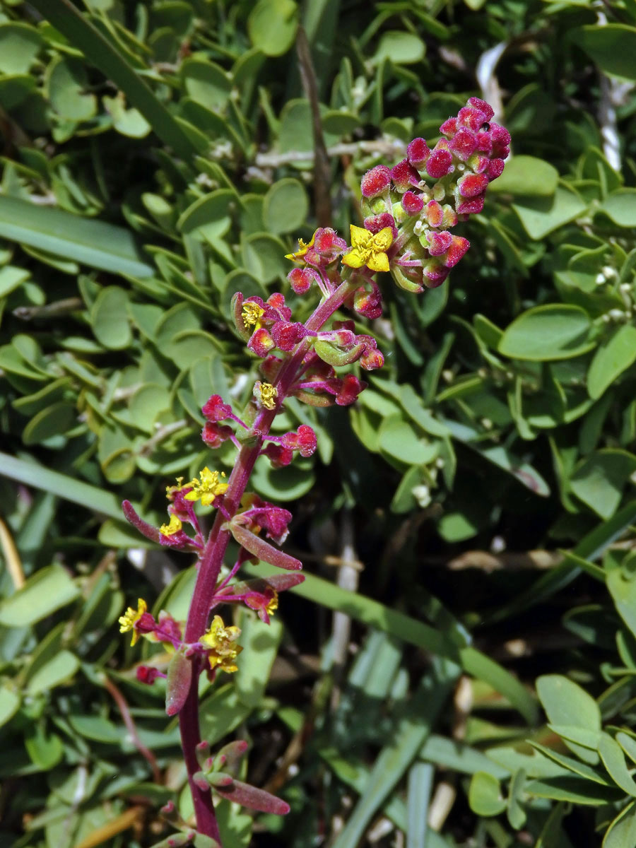 Čtyřboč (Tetragonia fruticosa L.)