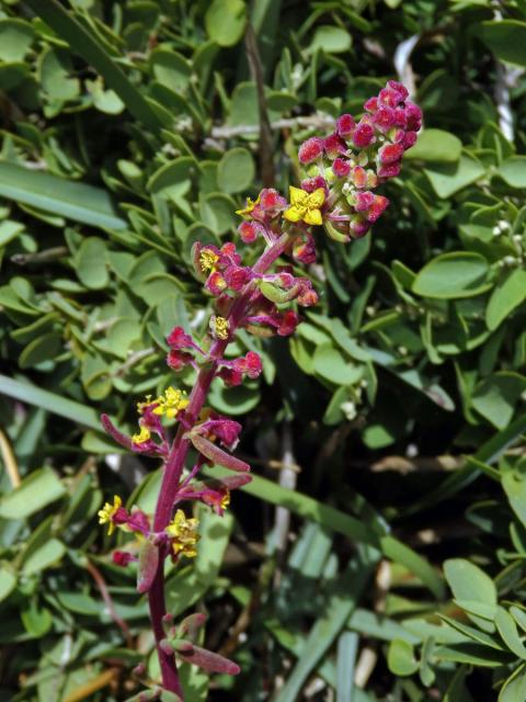 Čtyřboč (Tetragonia fruticosa L.)