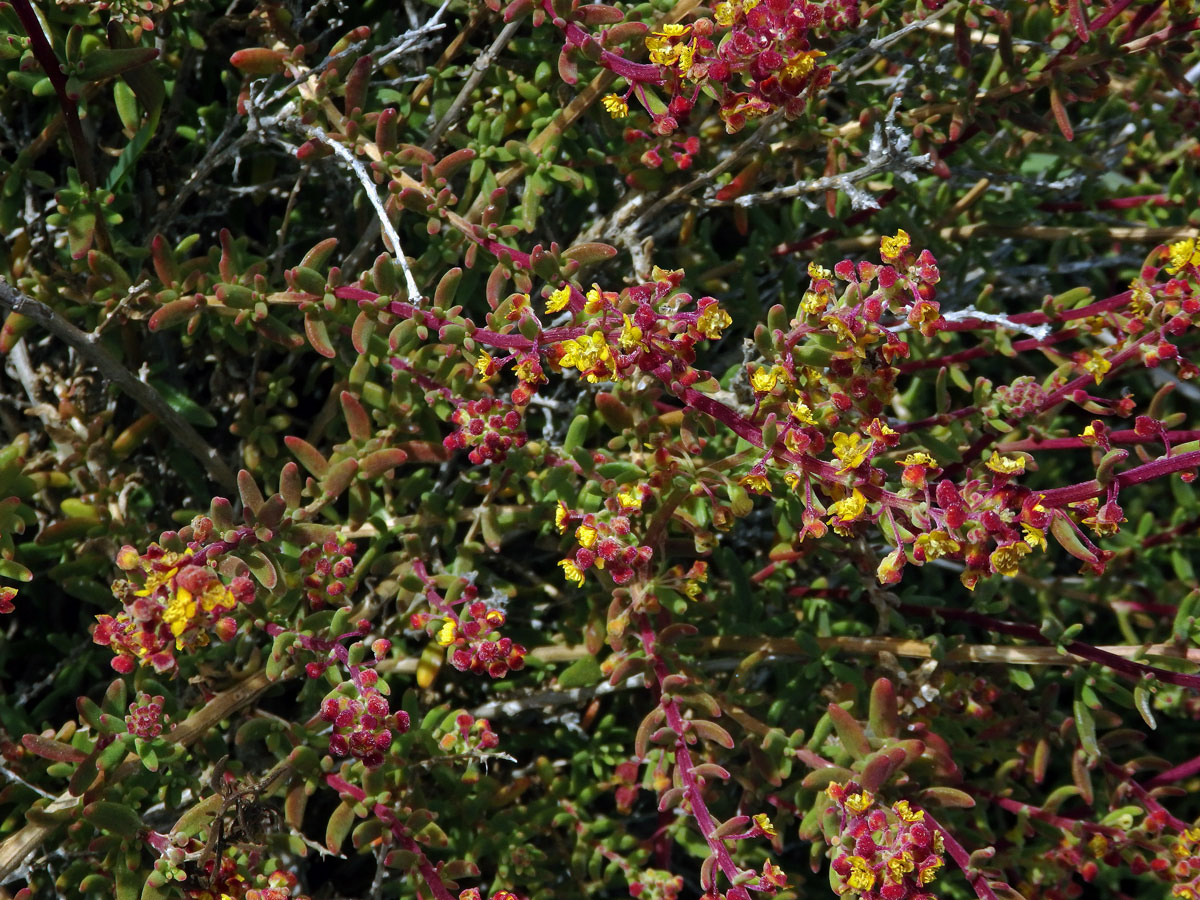 Čtyřboč (Tetragonia fruticosa L.)