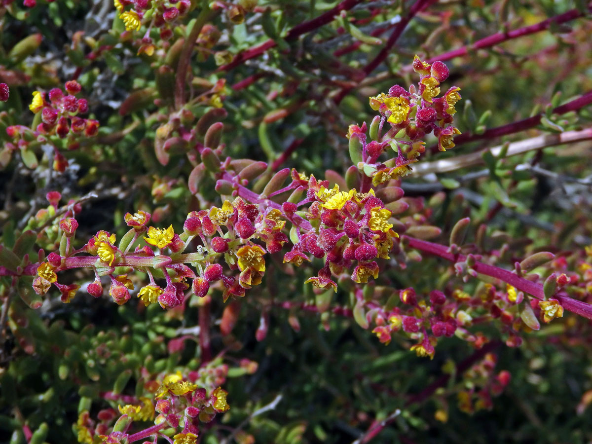 Čtyřboč (Tetragonia fruticosa L.)