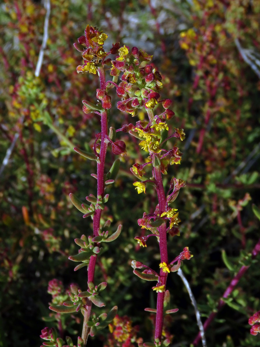 Čtyřboč (Tetragonia fruticosa L.)