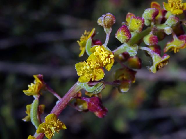 Čtyřboč (Tetragonia fruticosa L.)