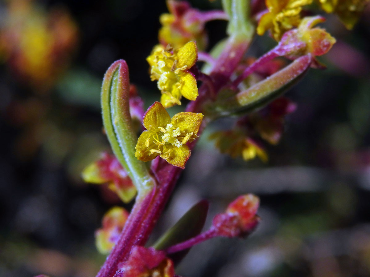 Čtyřboč (Tetragonia fruticosa L.)