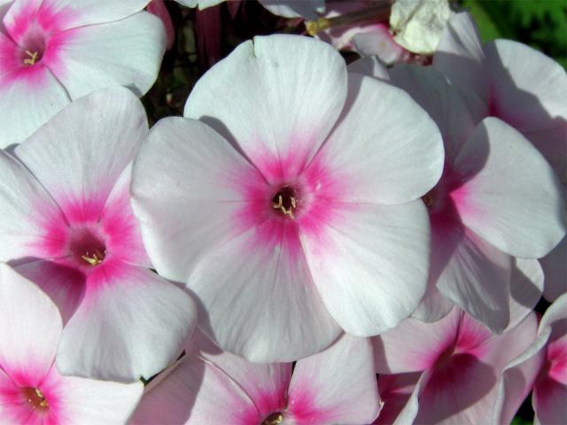 Plemenka latnatá (Phlox paniculata L.)