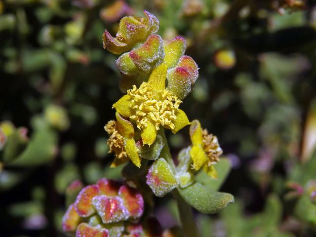 Čtyřboč (Tetragonia fruticosa L.)