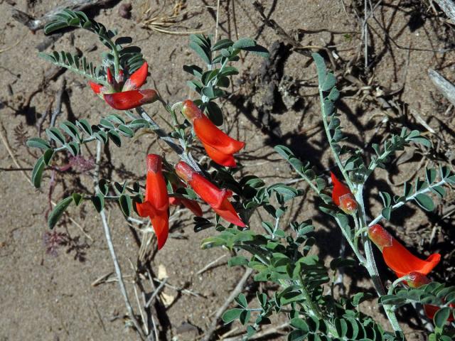 Lessertia frutescens (L.) Goldblatt et J. C. Manning