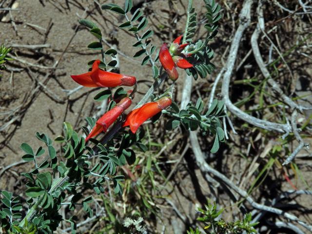 Lessertia frutescens (L.) Goldblatt et J. C. Manning