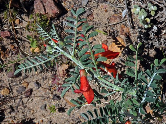 Lessertia frutescens (L.) Goldblatt et J. C. Manning