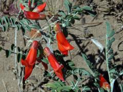 Lessertia frutescens (L.) Goldblatt et J. C. Manning