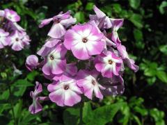 Plemenka latnatá (Phlox paniculata L.)