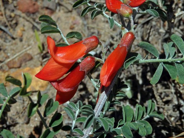 Lessertia frutescens (L.) Goldblatt et J. C. Manning