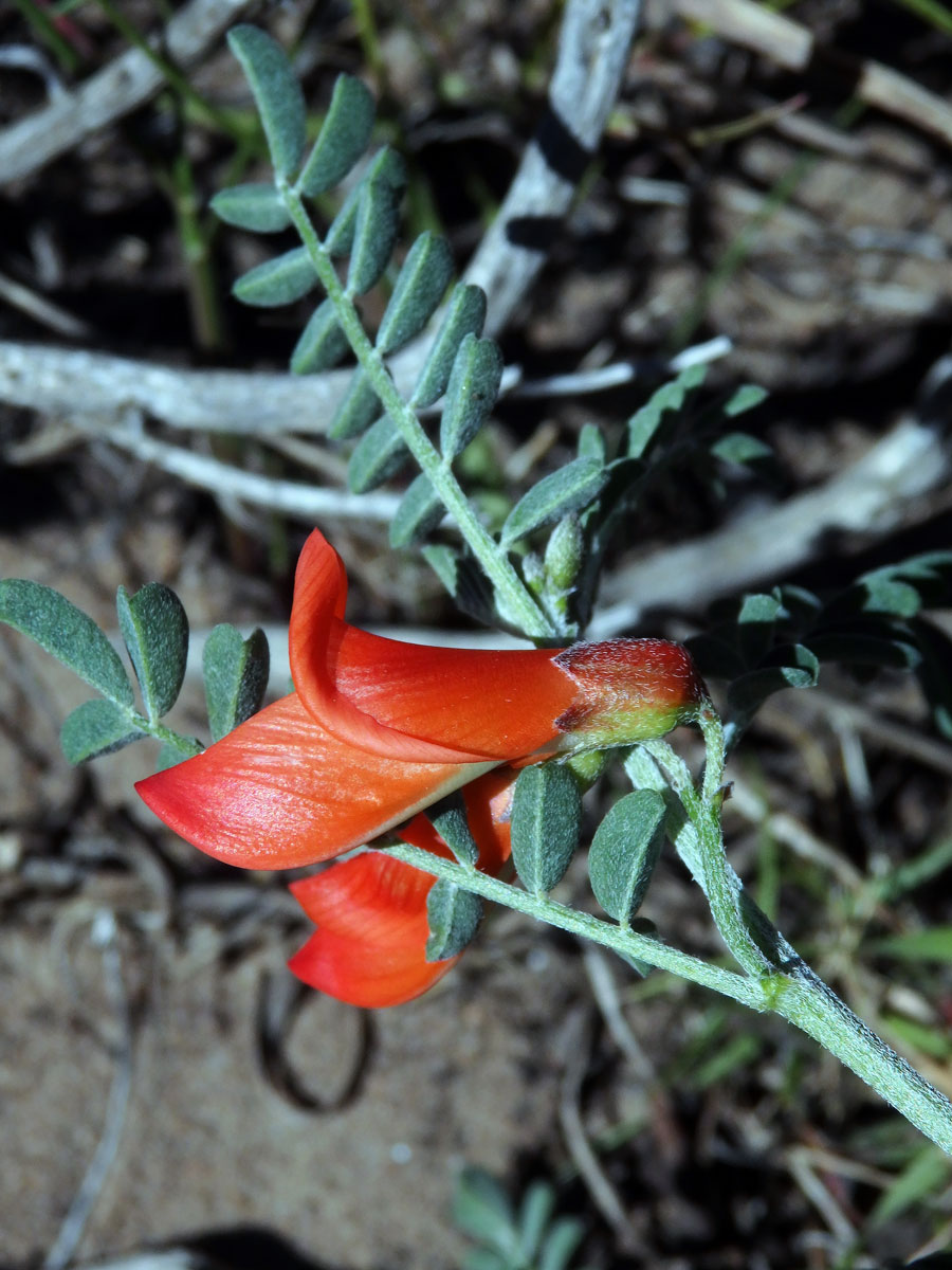 Lessertia frutescens (L.) Goldblatt et J. C. Manning