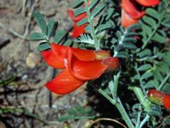 Lessertia frutescens (L.) Goldblatt et J. C. Manning