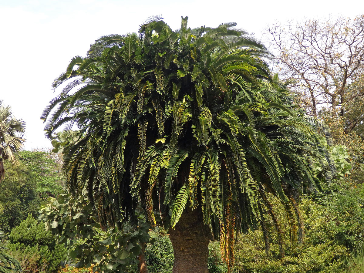 Píchoš Woodův (Encephalartos woodii Sander)