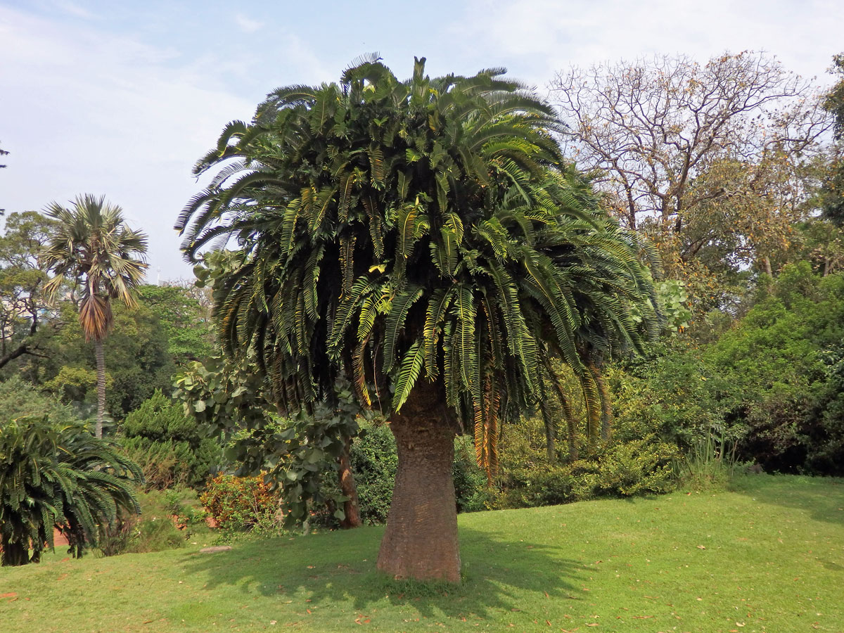 Píchoš Woodův (Encephalartos woodii Sander)