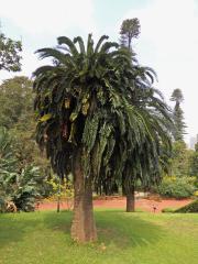 Píchoš Woodův (Encephalartos woodii Sander)