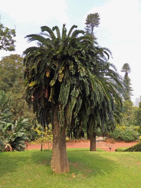 Píchoš Woodův (Encephalartos woodii Sander)