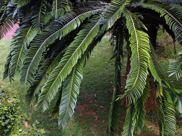 Píchoš Woodův (Encephalartos woodii Sander)