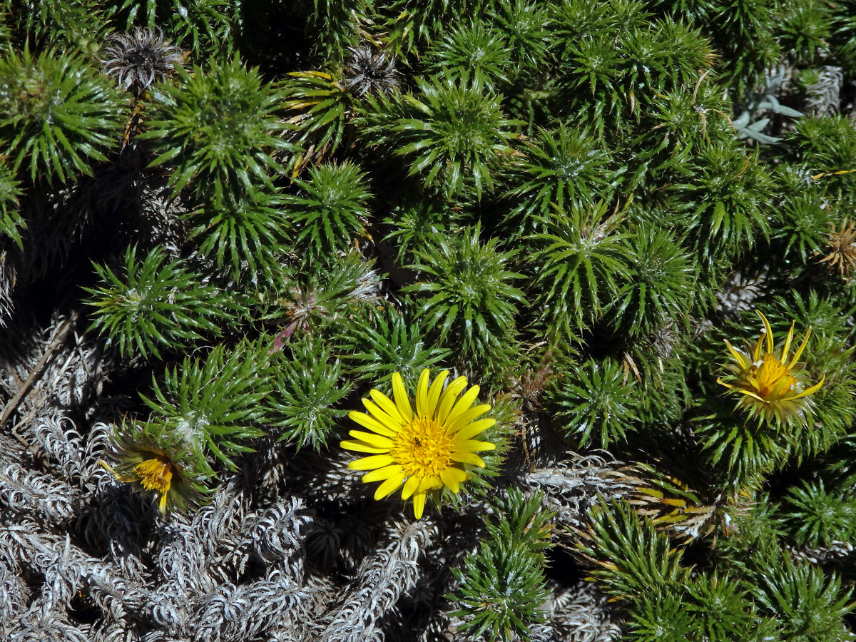 Cullumia squarrosa (L.) R. Br.