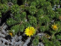 Cullumia squarrosa (L.) R. Br.