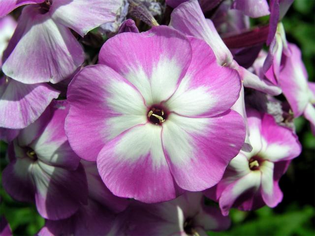 Plemenka latnatá (Phlox paniculata L.)