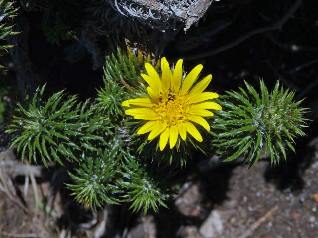 Cullumia squarrosa (L.) R. Br.