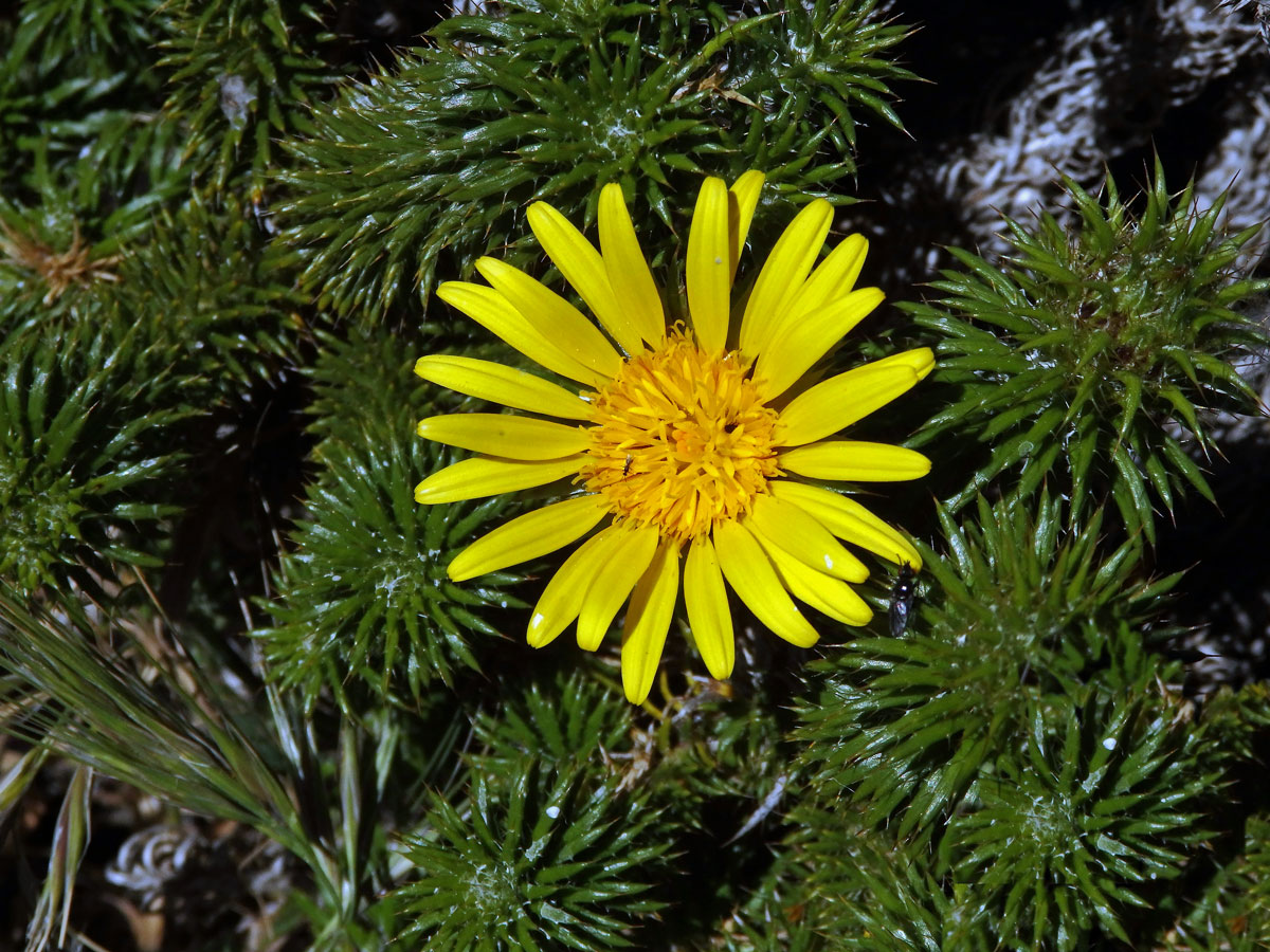 Cullumia squarrosa (L.) R. Br.