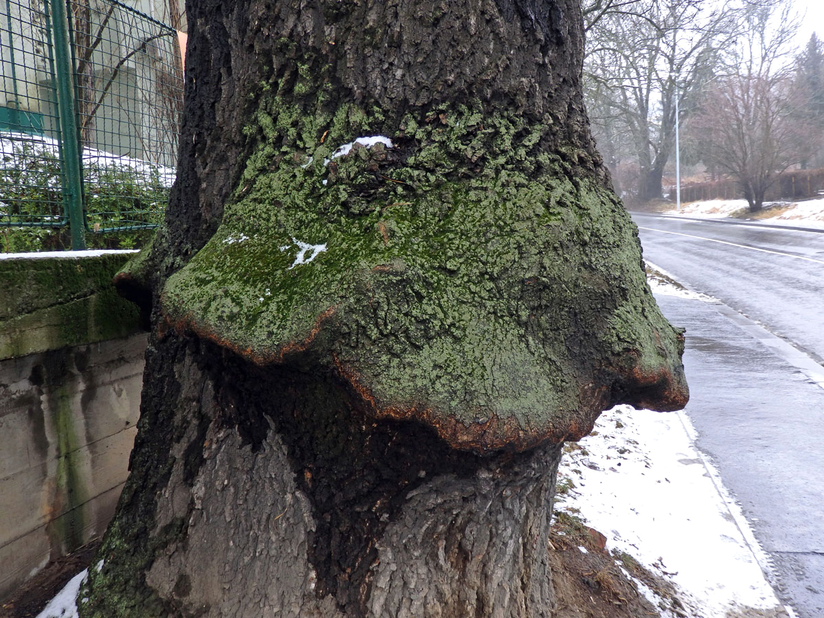 Nádor na jasanu ztepilém (Fraxinus excelsior L.) (20b)