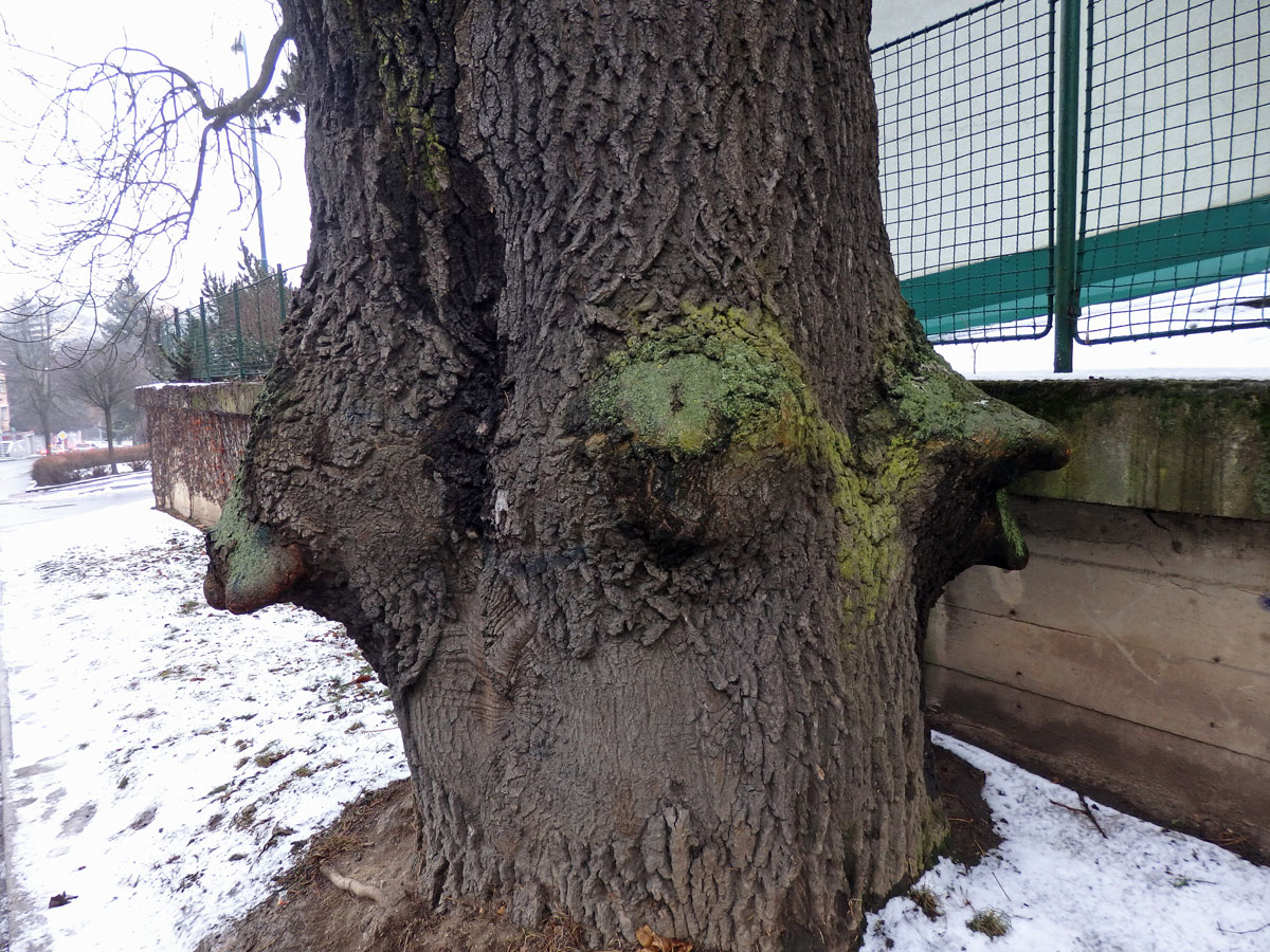 Nádor na jasanu ztepilém (Fraxinus excelsior L.) (20c)